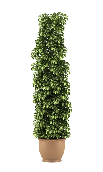 Декоративное растение в горшке изолированы на белом фоне — стоковое фото