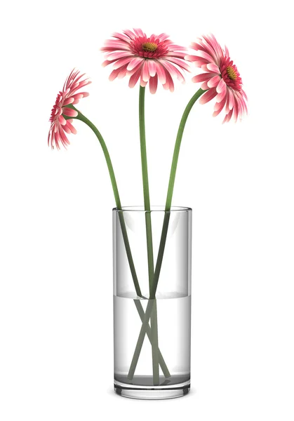 Рожеві ромашки гербери у вазі ізольовані на білому тлі — стокове фото