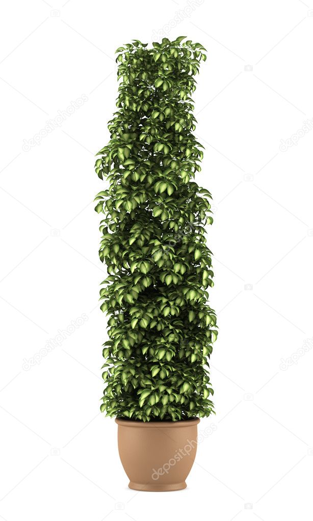 Decorative plant in pot isolated on white background