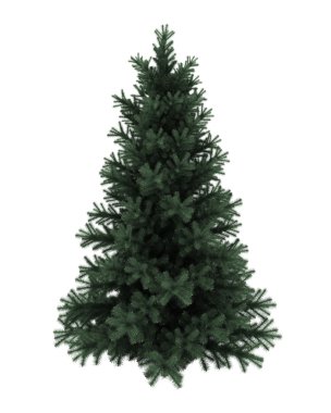 Alpine fir tree isolated on white background clipart