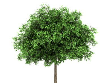 Black locust tree isolated on white background clipart