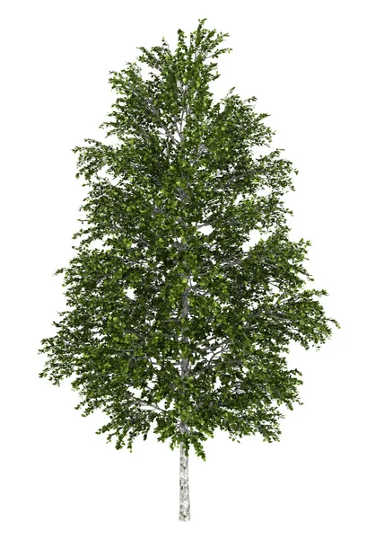 Europejskie białe brzozowe drzewo na białym tle — Zdjęcie stockowe