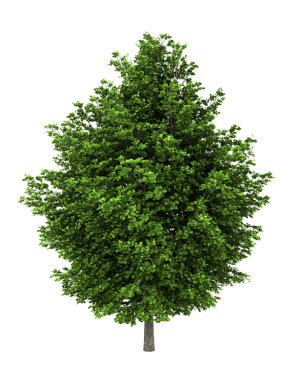 Silver maple tree isolated on white background clipart