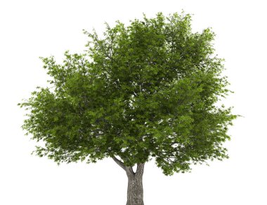 Crack willow tree isolated on white background clipart