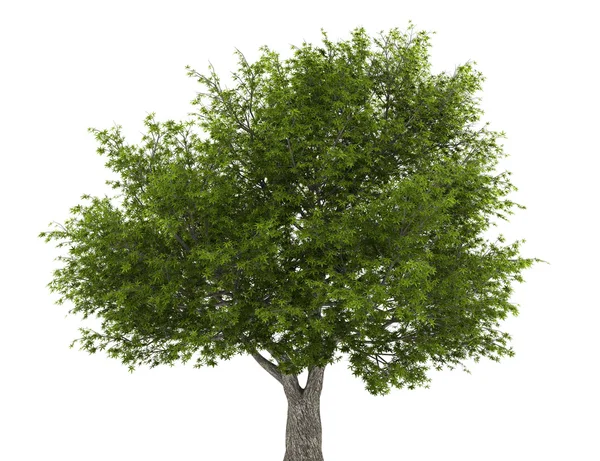 Beyaz arka plan üzerinde izole çatlamak söğüt ağacı — Stok fotoğraf