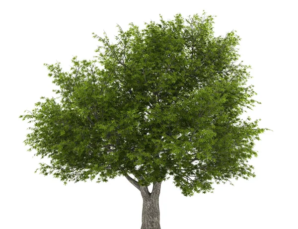 Crack willow tree isolated on white background — Stock Photo, Image