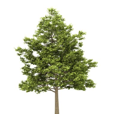 Field maple tree isolated on white background clipart