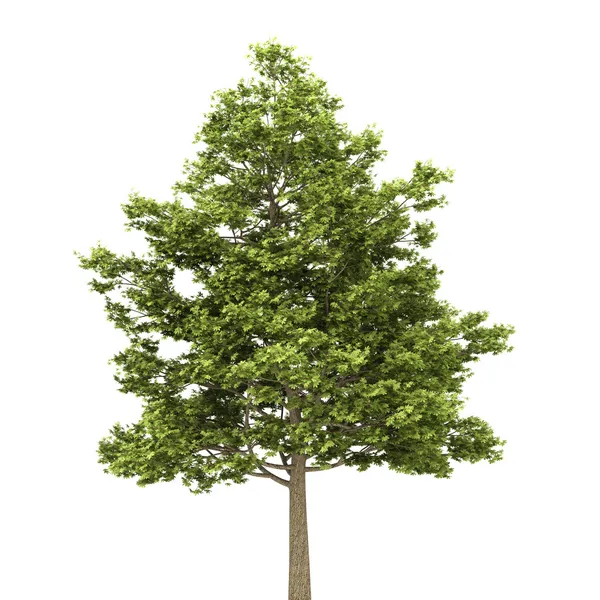 Beyaz arka plan üzerinde izole alan Akça ağaç — Stok fotoğraf