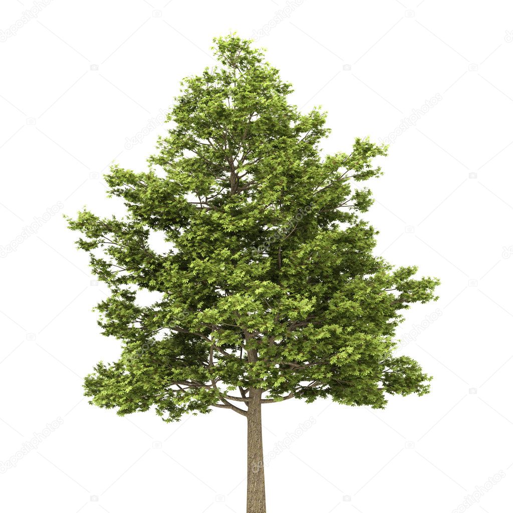 Field maple tree isolated on white background