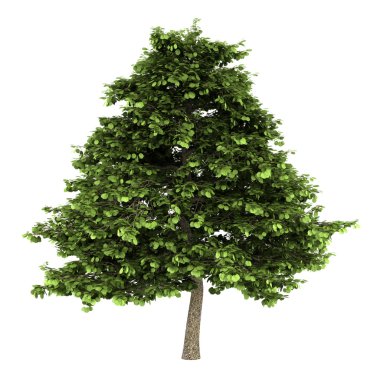 Grey alder tree isolated on white background clipart