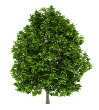 European ash tree isolated on white background clipart