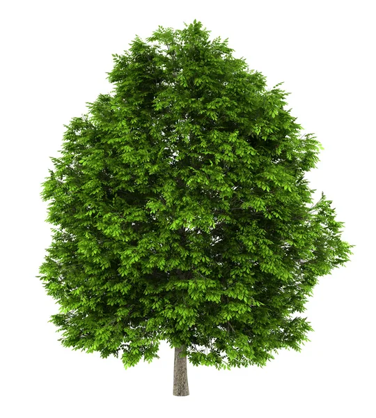 European ash tree isolated on white background — Stock Photo, Image