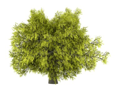 Honey locust tree isolated on white background clipart