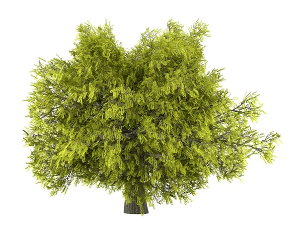 Beyaz arka plan üzerinde izole bal akasya ağacı — Stok fotoğraf