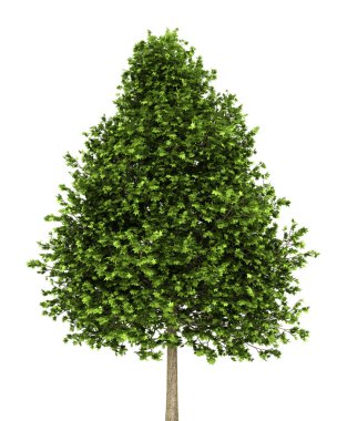 Green american sweetgum tree isolated on white background clipart