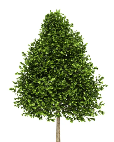 Beyaz arka plan üzerinde izole yeşil Amerika sığla ağacı — Stok fotoğraf