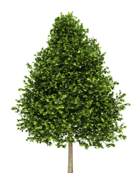 Albero dolce verde americano isolato su sfondo bianco — Foto Stock