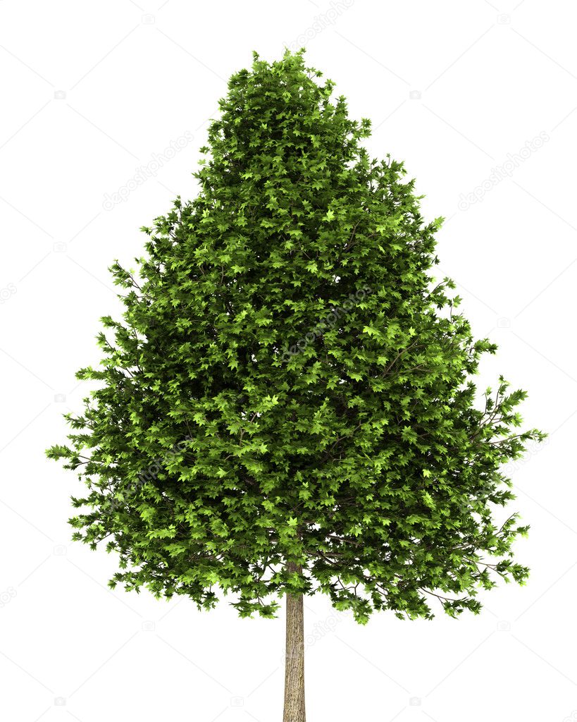 Green american sweetgum tree isolated on white background