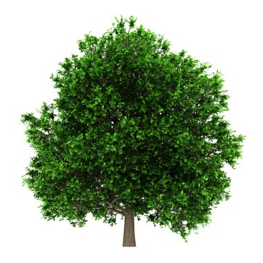 Pedunculate oak tree isolated on white background clipart