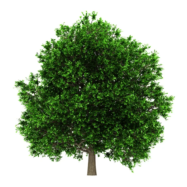 Pedunculate oak tree isolated on white background — Stock Photo, Image