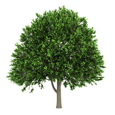 American elm tree isolated on white background clipart