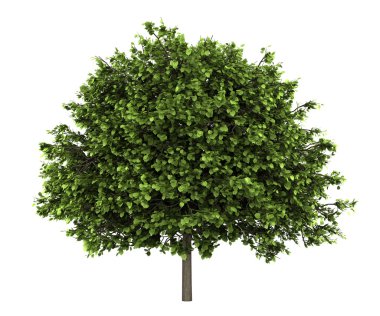 Small-leaved lime tree isolated on white background clipart