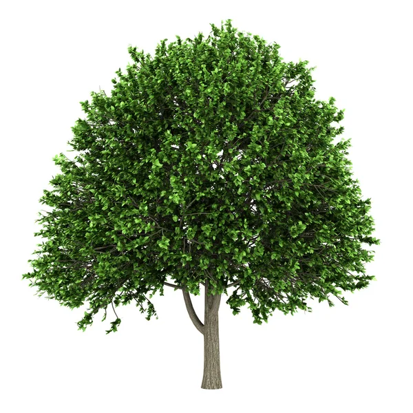 American elm tree isolated on white background — Stock Photo, Image