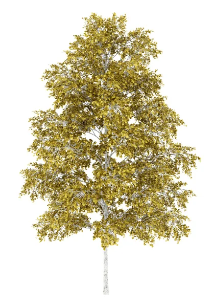European white birch tree isolated on white background — Stock Photo, Image