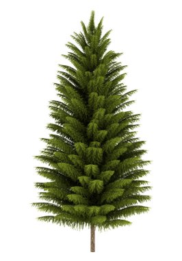 Norway spruce tree isolated on white background clipart