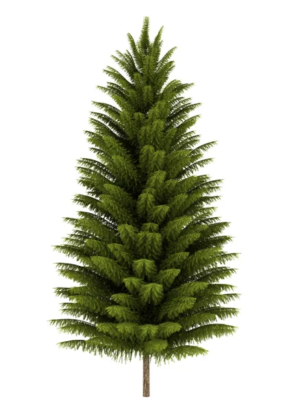 Norway spruce tree isolated on white background — Stock Photo, Image