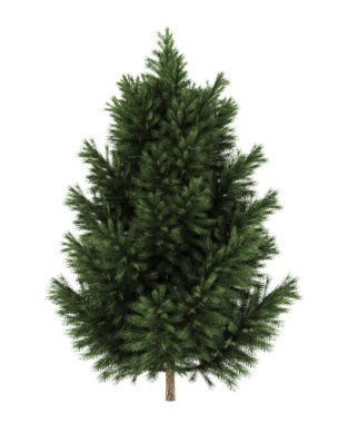 European black pine tree isolated on white background clipart