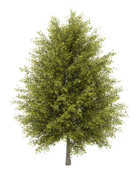 Ginkgo tree isolated on white background — Stock Photo, Image