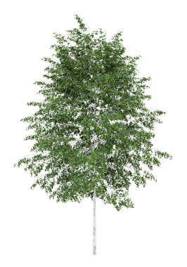 Silver birch tree isolated on white background clipart