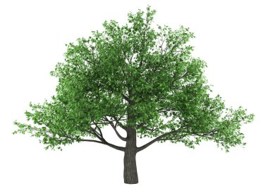 Pedunculate oak tree isolated on white background clipart