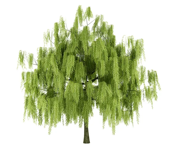 Willow tree geïsoleerd op witte achtergrond — Stockfoto