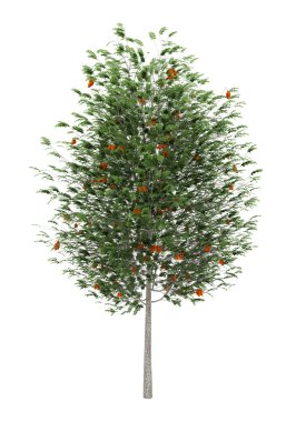 European rowan tree isolated on white background clipart