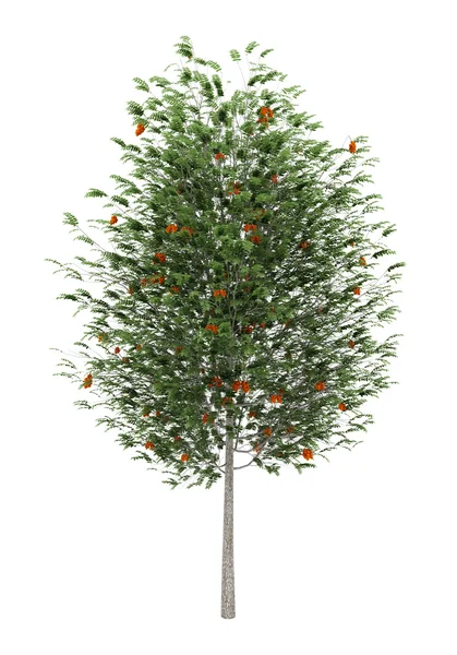 European rowan tree isolated on white background — Stock Photo, Image
