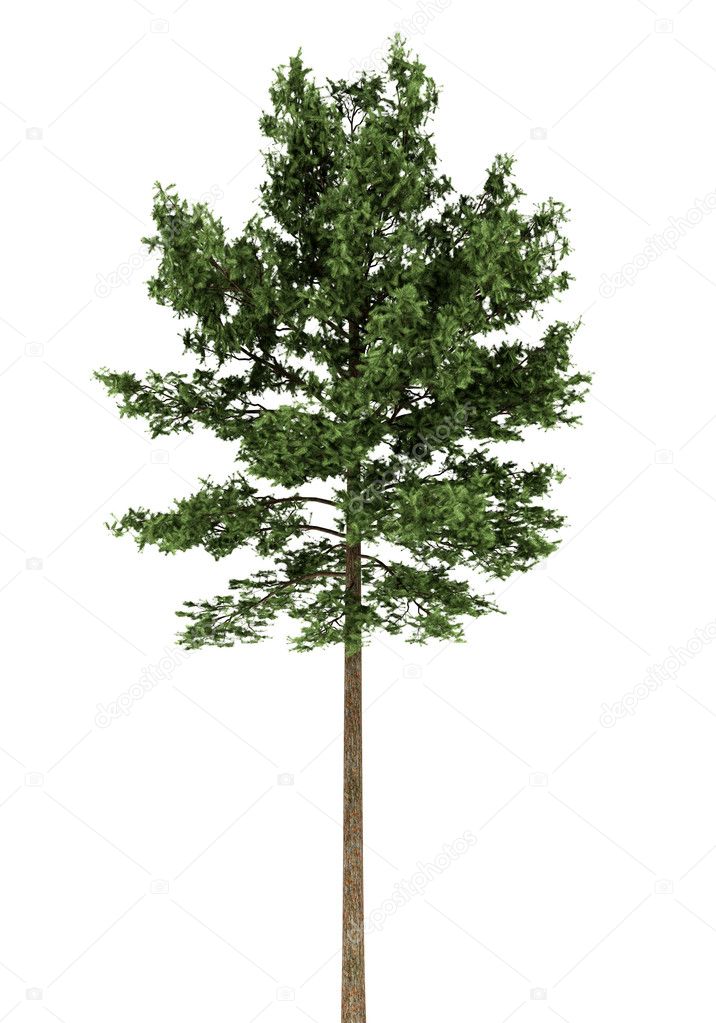 Scots pine tree isolated on white background