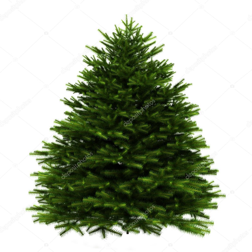 Momi fir tree isolated on white background