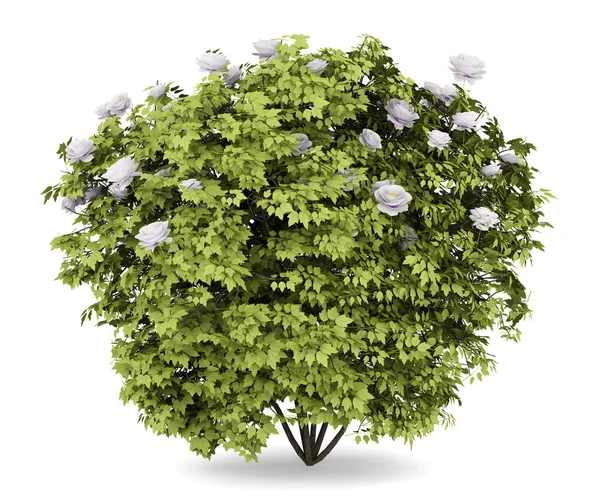 Arbusto peónico aislado sobre fondo blanco — Foto de Stock