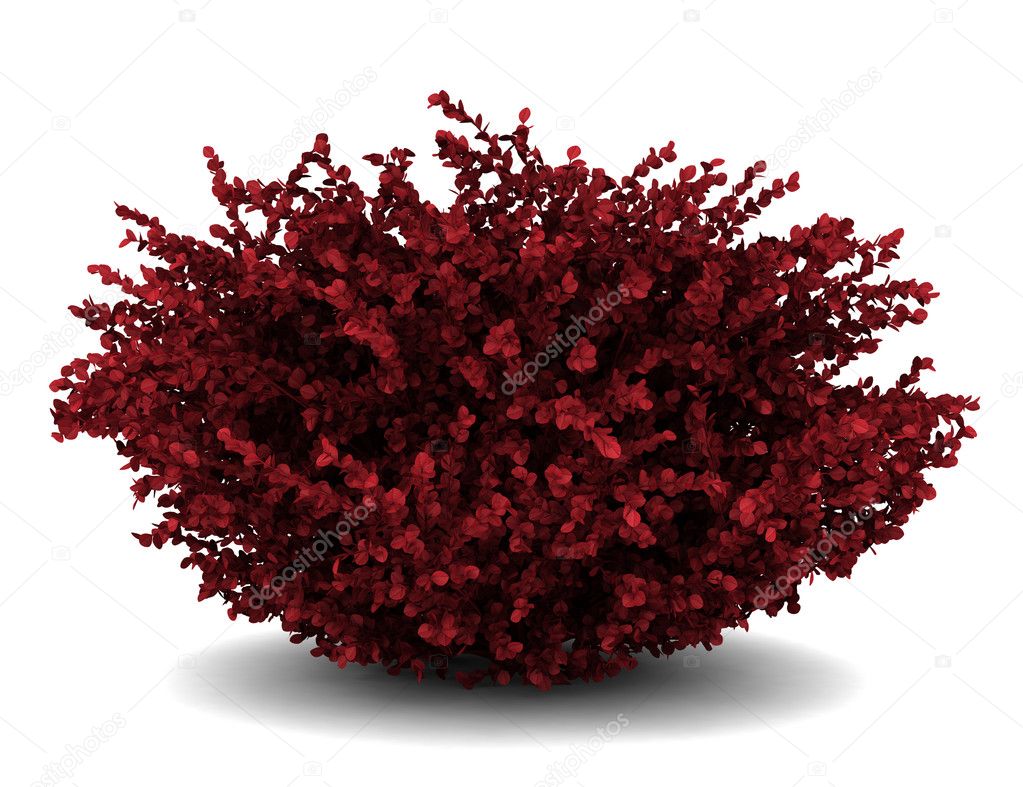 Red leaf japanese barberry isolated on white background