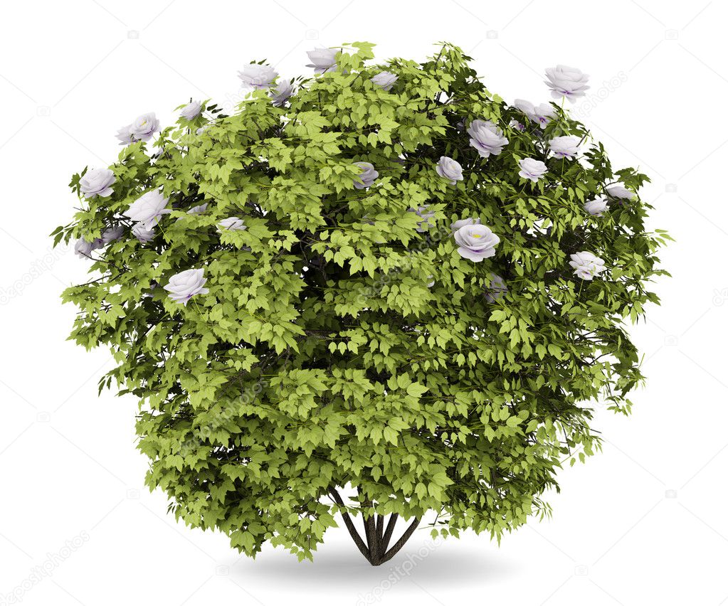 Peony bush isolated on white background
