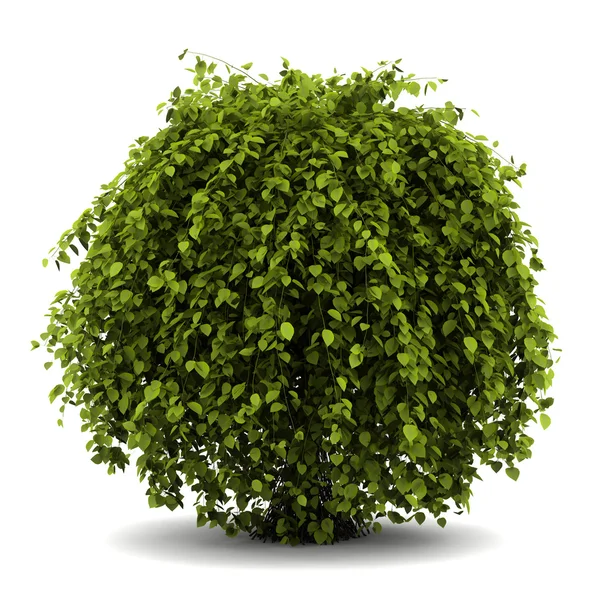 Common hornbeam bush isolated on white background — Stock Photo, Image