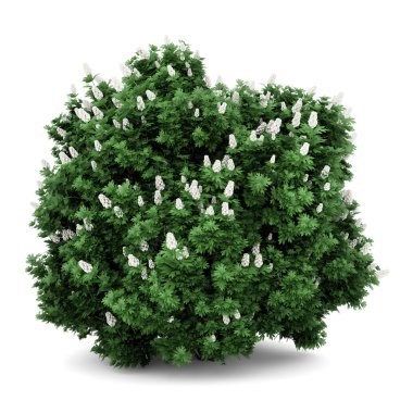 Oakleaf hydrangea bush isolated on white background clipart