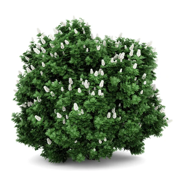 Oakleaf hydrangea bush isolated on white background — Stock Photo, Image