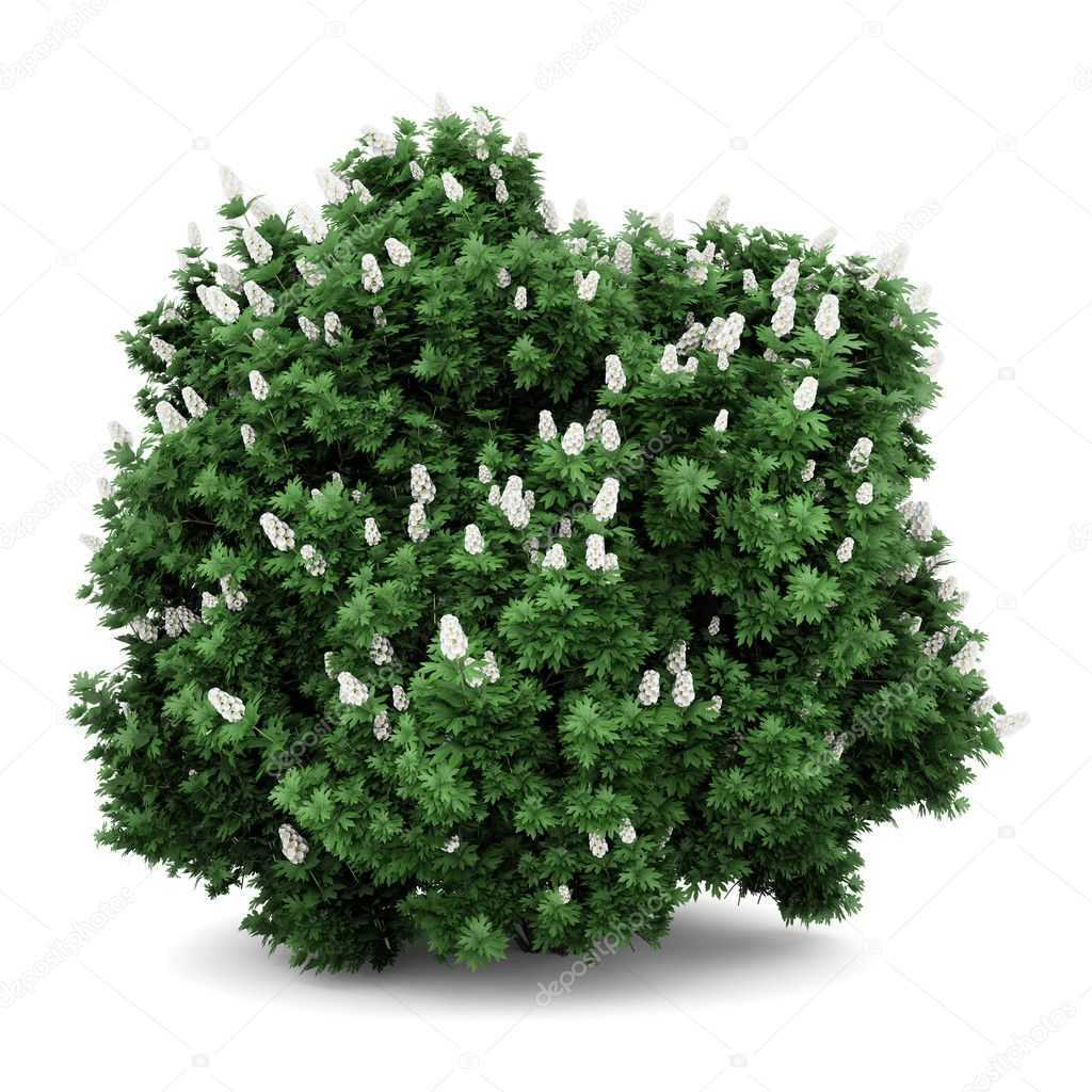 Oakleaf hydrangea bush isolated on white background