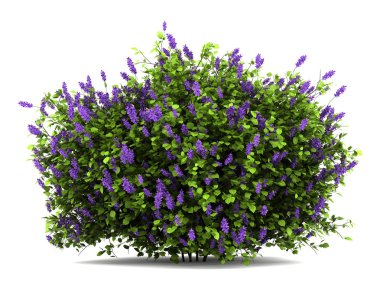 Lilac flowers bush isolated on white background clipart