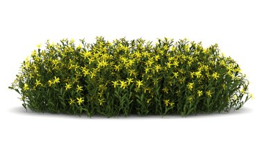 Broom flowers isolated on white background clipart