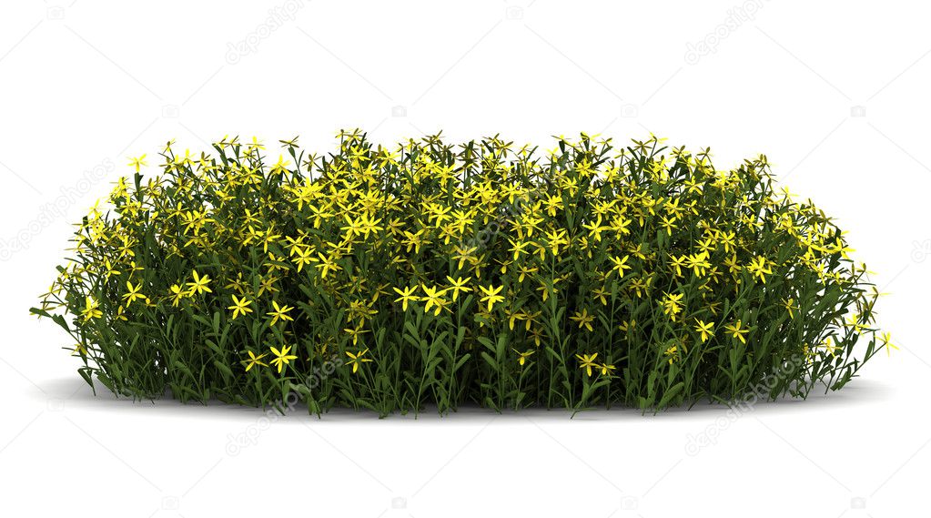 Broom flowers isolated on white background