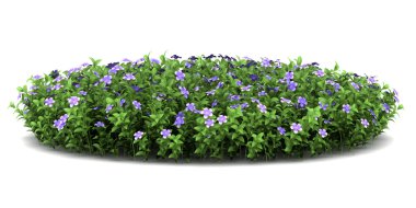 Dwarf periwinkle flowers isolated on white background clipart